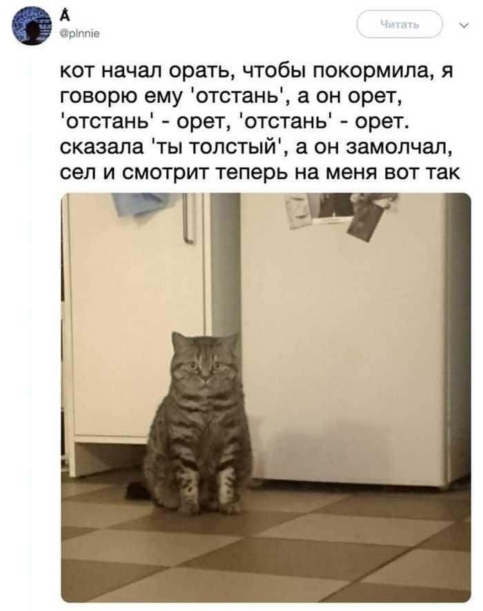 кот толстик.jpg
