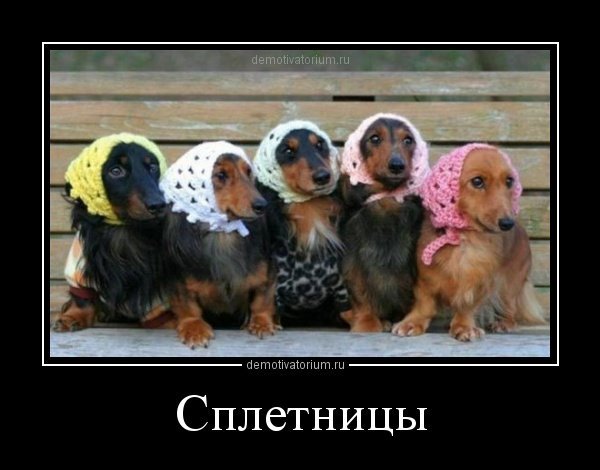 собакины.jpg