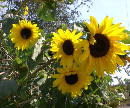Подсолнухи
