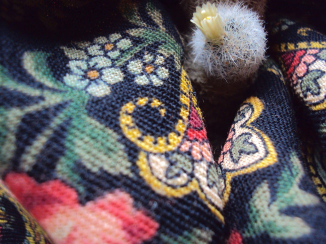 Расцветающая белая маммиллярия