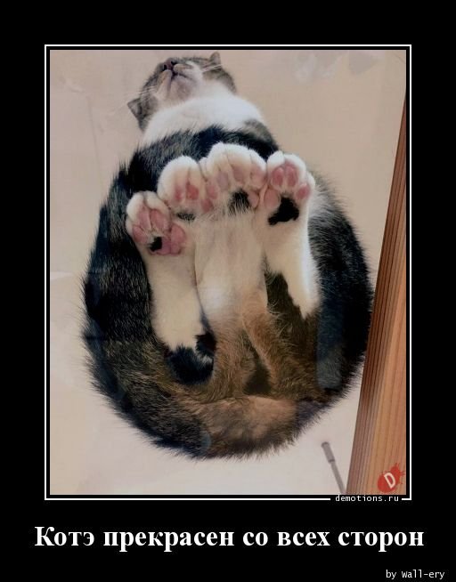 1541437867_Kote-prekrasen-so-vs_demotions.ru.jpg