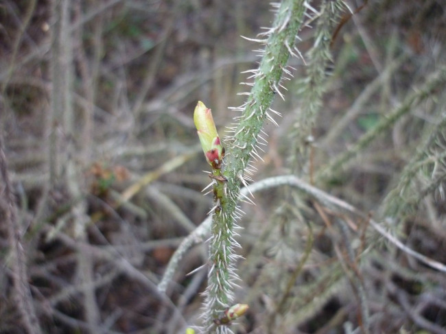 P1310095+.jpg