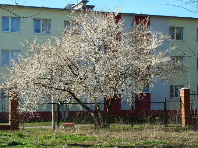 P1310865+.jpg