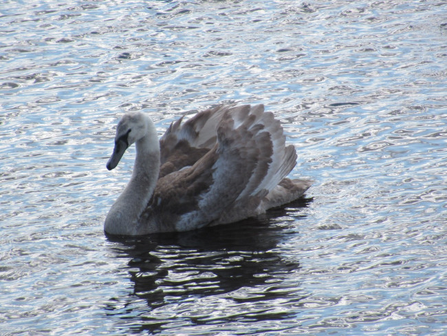 IMG_6597_1.jpg