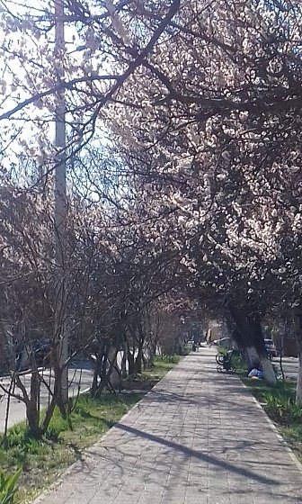 Улица Гоголя. Красивые аллеи