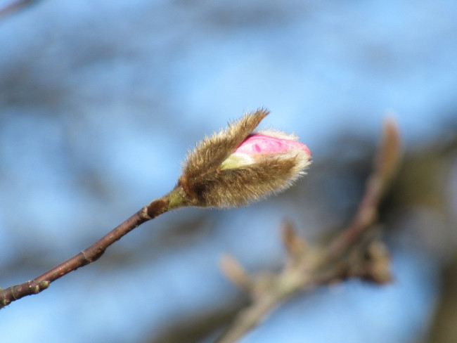 IMG_7386_1.jpg