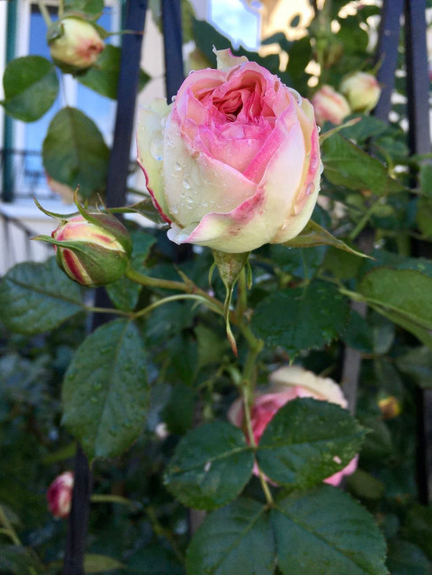IMG_7993.jpg
