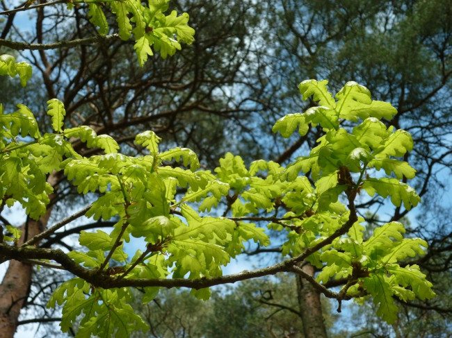 P1320191+.jpg