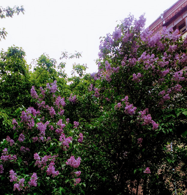 IMG_20200528_134542.jpg