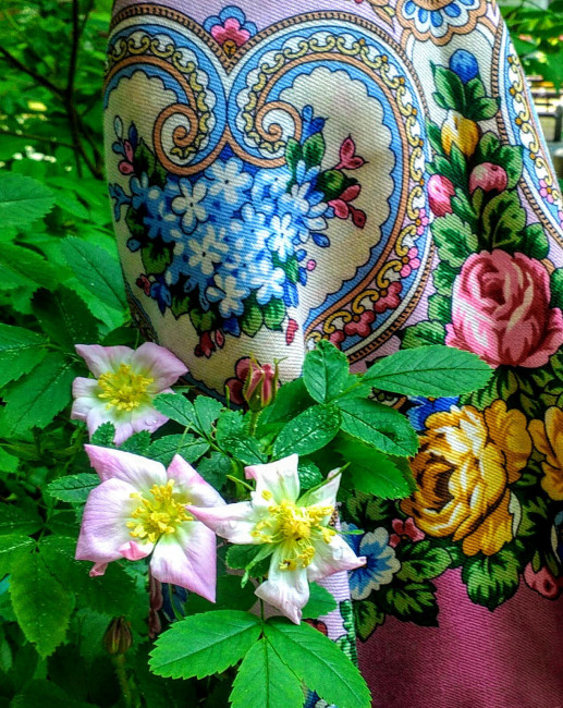 Шиповник