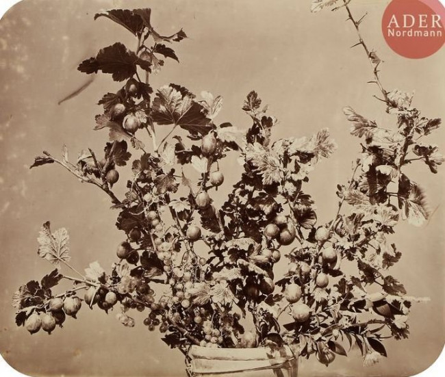 ADOLPHE-BRAUN-(1812-1877)-ETUDES-DE-FLEURS-C.-1853-1855.-80-EPREUVES-SUR-PAPIER&HELLIP-.jpg