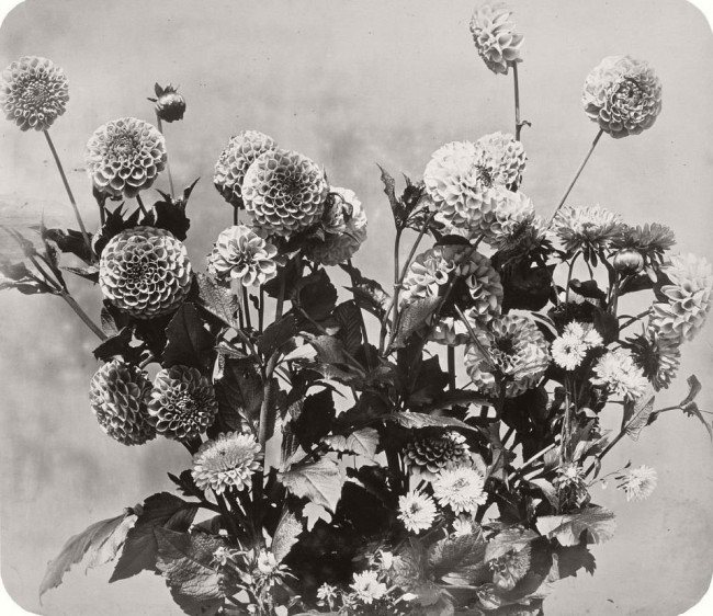 adolphe-braun-19th-century-photographer-06.jpg