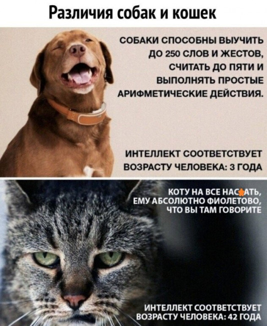 кот собака.jpg