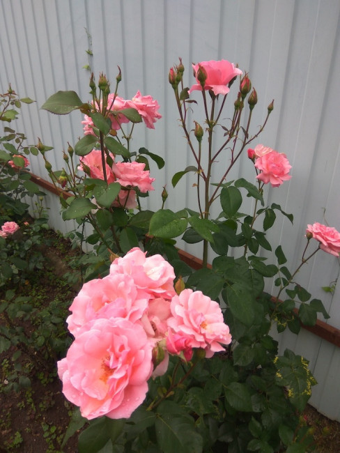 IMG_20200704_135431.jpg