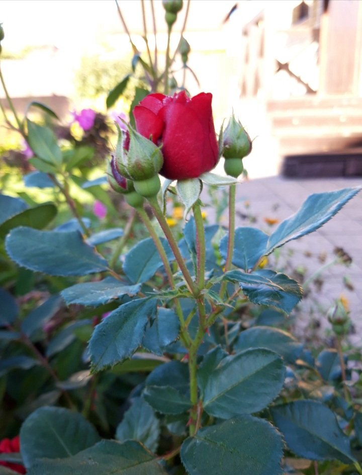20200903_185241.jpg