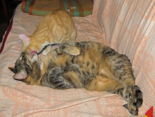 к Мухе пришел Ёся