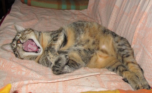 проснулась, зевает