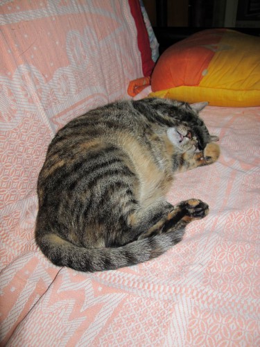 закрыла лапой глаза и язык высунула, спит