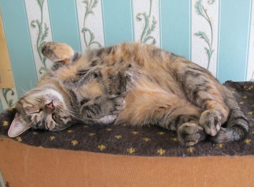 Resize of IMG_0411.JPG