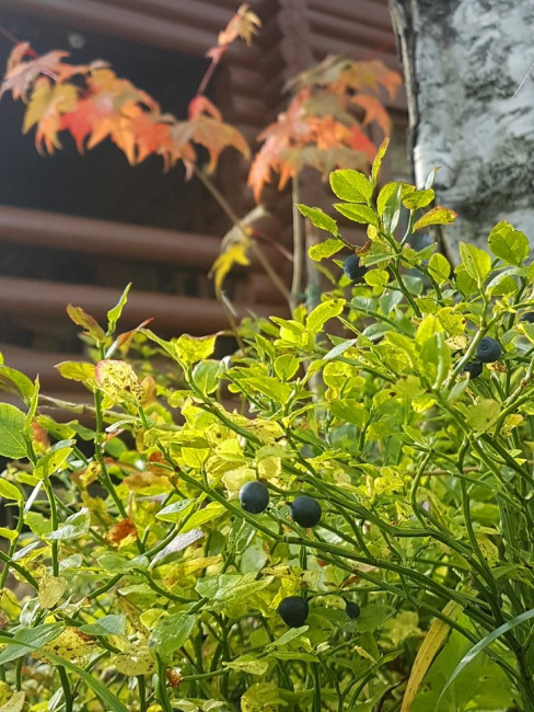 20200921_131841.s65wz.jpg