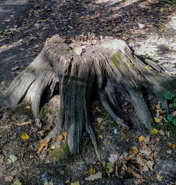 IMG_20200926_130910.jpg