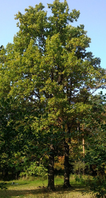 IMG_20200926_124430.jpg