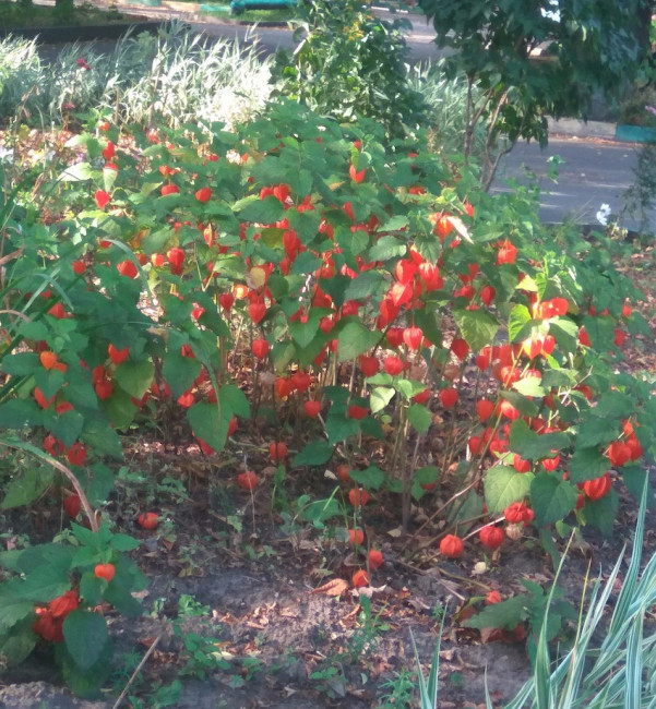 IMG_20201005_120214.jpg
