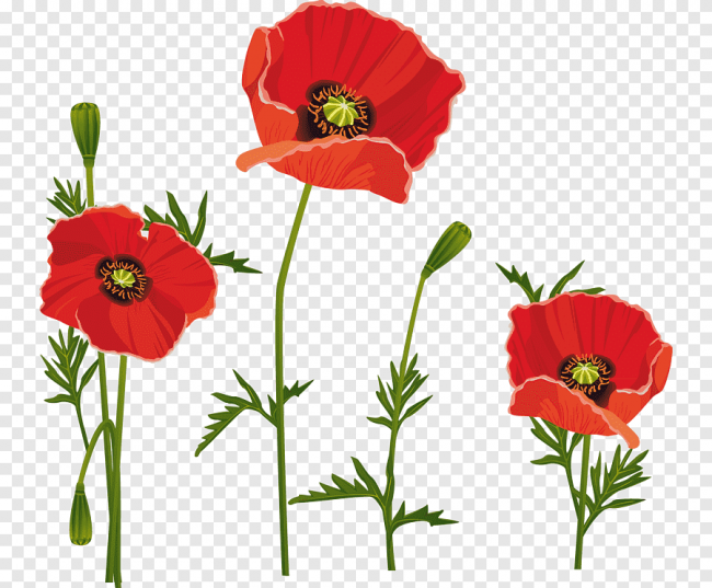 png-clipart-red-poppies-red-poppies.png
