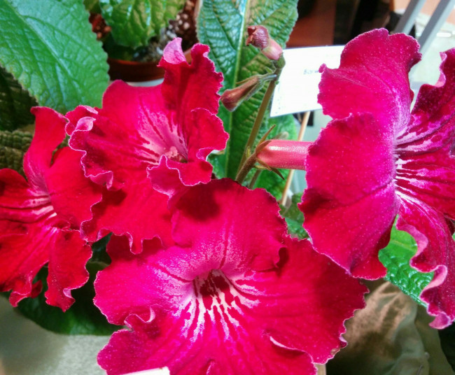 IMG_20160424_140445~3.jpg