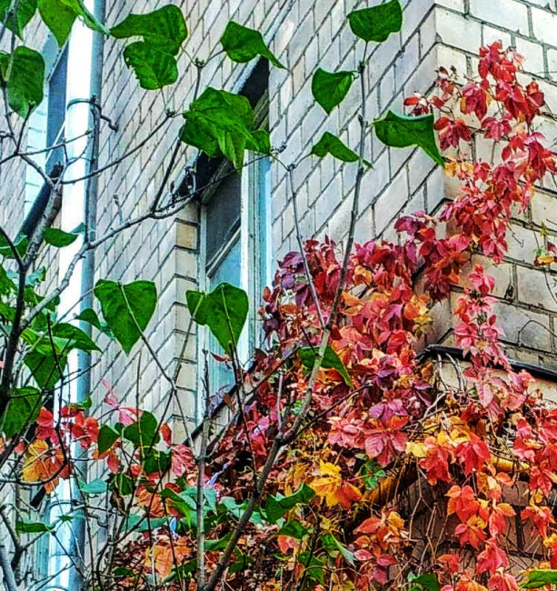 IMG_20191025_120318~2.jpg