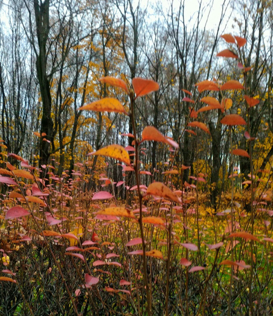 IMG_20201105_161224.jpg