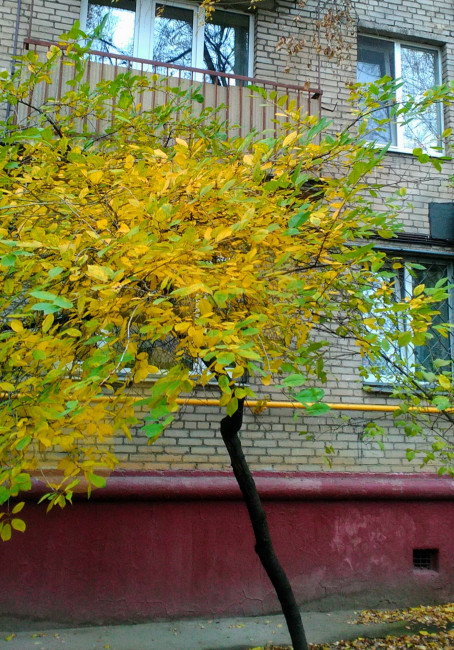 IMG_20201103_134630~2.jpg