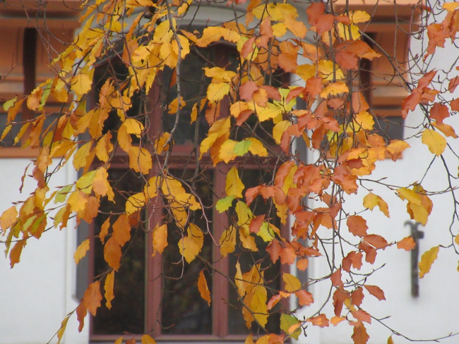 IMG_4513_1.jpg