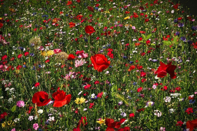 flower-meadow-1491706_960_720.jpg