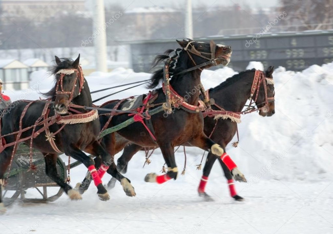тройка вороных с коренным.jpg