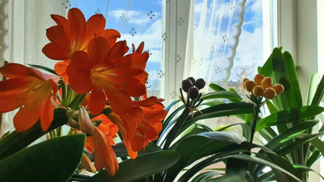 20210329_132351.SV2Gj.jpg