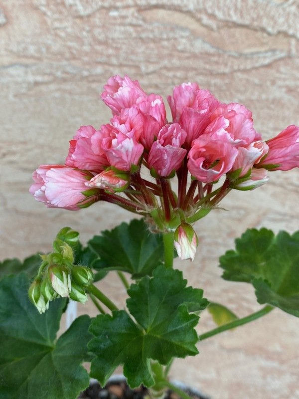 'Marie Louise'