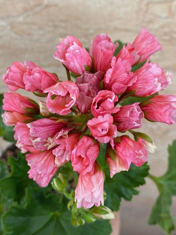 'Marie Louise'