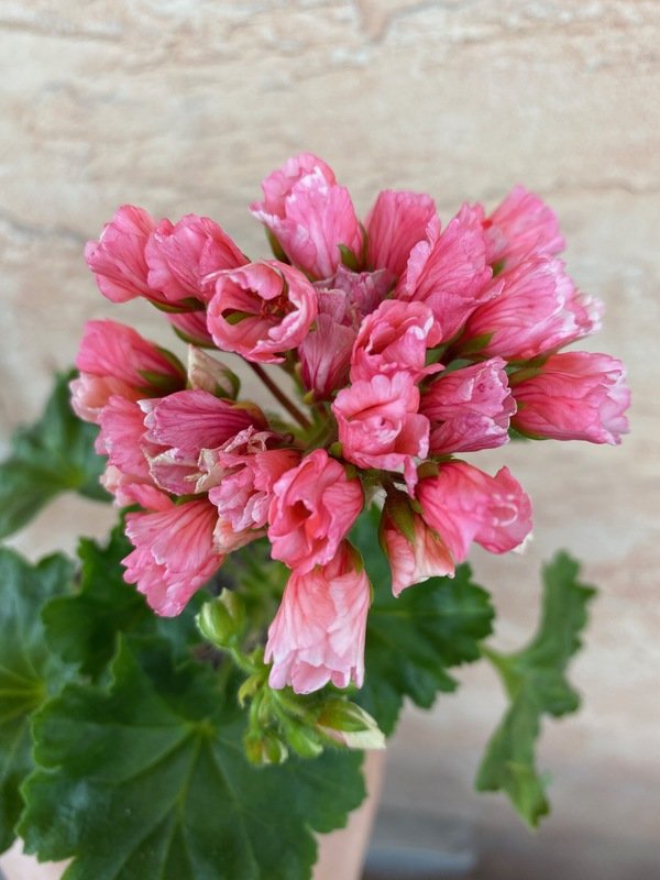 'Marie Louise'