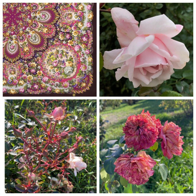MyCollages.jpg