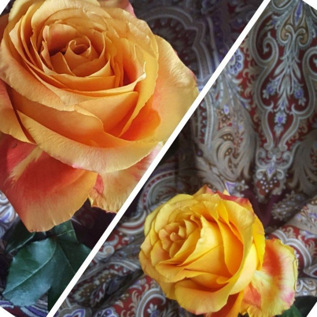 20220122_122349-COLLAGE.jpg