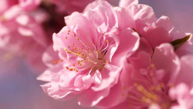 sakura-3840x2160-4k-hd-rozoviy-vesna-cvetok-10300.jpg