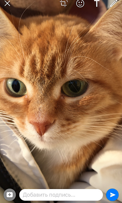 Кошечку зовут Лиса.