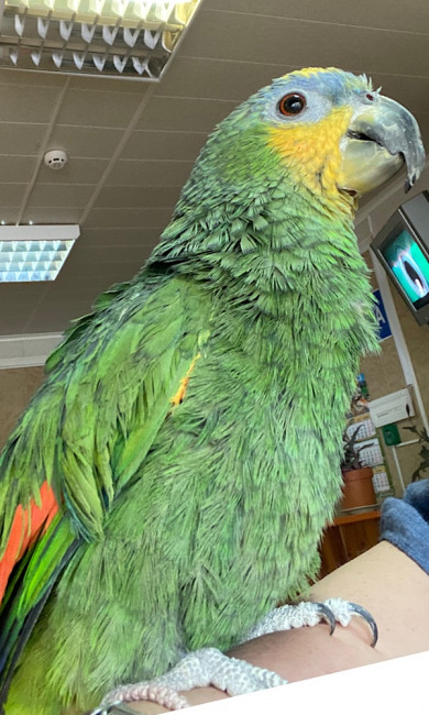 Красавчик Кеша