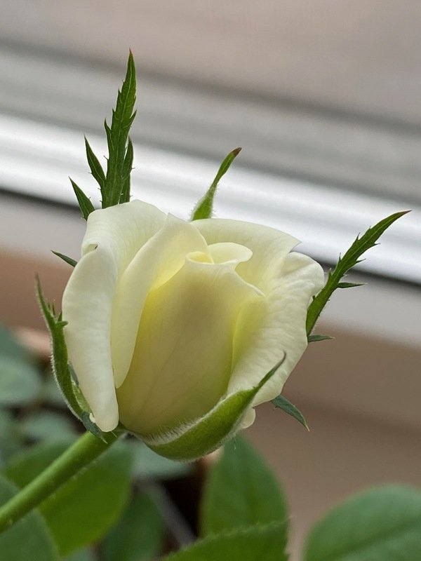 img_2391.x7mhh.jpg
