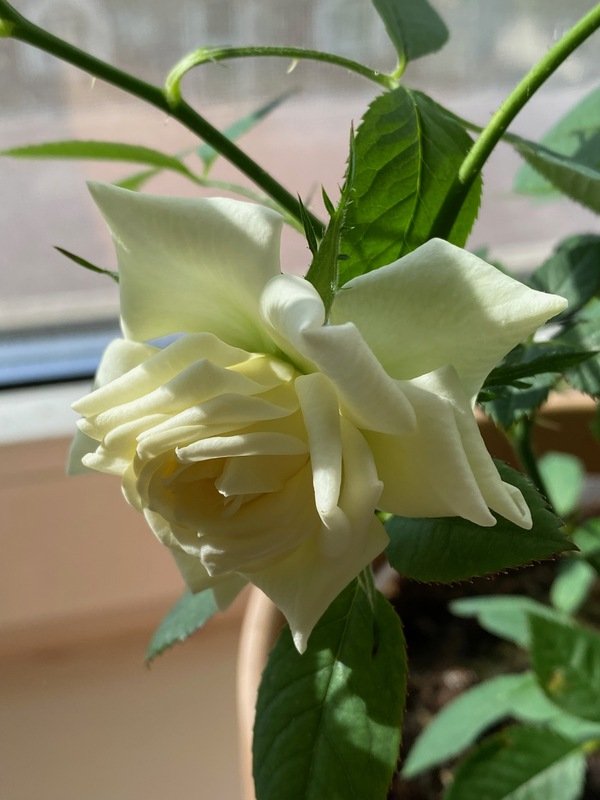 img_2473.chrt9.jpg