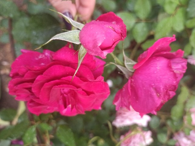 IMG_20220611_070017_640x480.jpg
