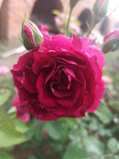 IMG_20220611_070032_480x639.jpg