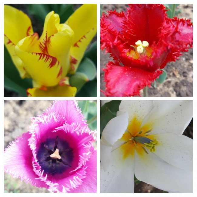 20220616_115148-COLLAGE.jpg