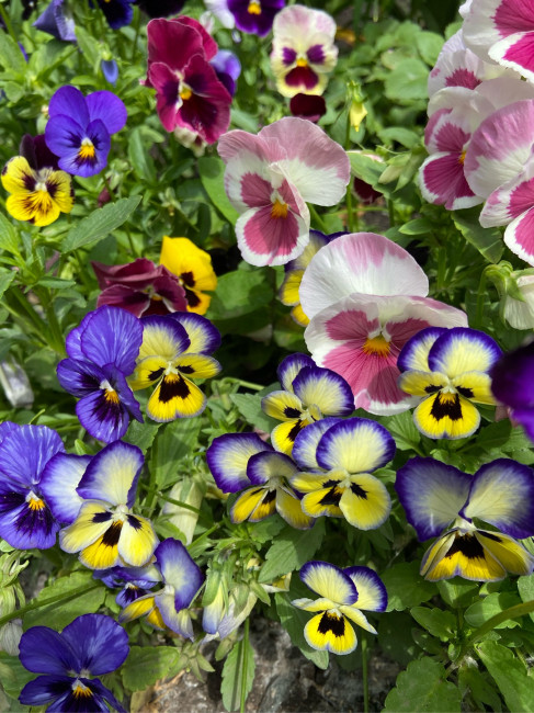 4D65510C-BB3A-42EF-B963-9A9105228E42.jpeg